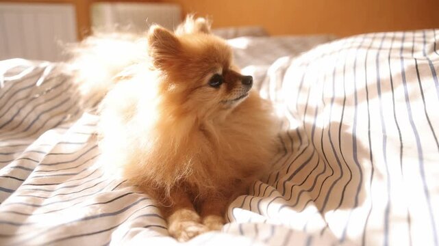 Morning dog. Cute pomeranian getting sunbath in bed. cute sleepy dog in sun rays