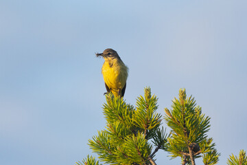 Small Yellow wagtail standing on top of a Pine tree on a summer evening near Kuusamo, Northern Finland