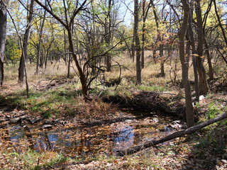 Beautiful Fall Scenes at Ernie Miller Olathe KS