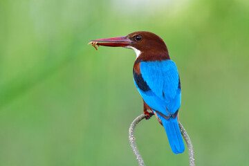 blue bird happily eating fresh meal worms rather fishing in stream, white-throated kingfisher