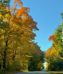 Colourful tree lined country road in Autumn