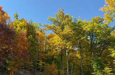 Fototapeta premium Colour leaves in a deciduous forest in Autumn