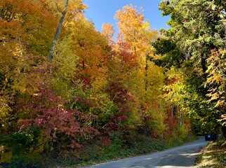 Obraz premium Colourful tree lined country road in Autumn