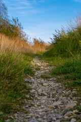 A path through a field of grass and rocks