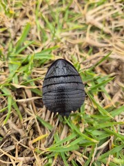 a black bug on grass