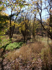 Beautiful Fall Scenes at Ernie Miller Olathe KS