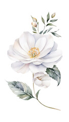 Beautiful botanical flowers on transparent background