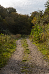 A dirt road with trees on either side