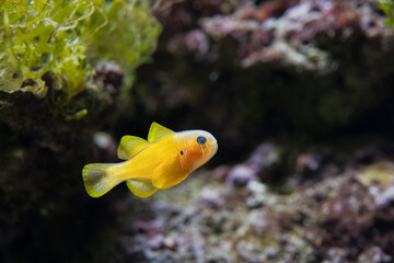 The yellow clown goby, Gobiodon okinawae, is native to the western Pacific