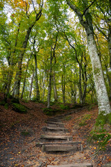Scenic diversity of Mullerthal, Luxembourg's Little Switzerland, hiking routes, rock formations, moss-covered forests, tourist destination in Europe