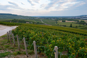 Fototapeta premium Evening view on green premier cru champagne vineyards and fields near village Hautvillers and Cumieres and Marne river valley, Champange, France