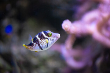 Valentins sharpnose puffer, Canthigaster valentini, highly poisonous to eat © Ji