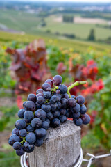 Ripe cluster of pinot meunier wine grapes in autuimn on champagne vineyards in village Hautvillers near Epernay, Champange, France