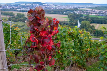Evening view on green premier cru champagne vineyards and fields near village Hautvillers and...