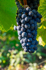 Harvest on grand cru Champagne vineyards, black pinot noir and pinot meunier wine grape in Montagne de Reims, Verzy and Verzenay, Champagne, France in September