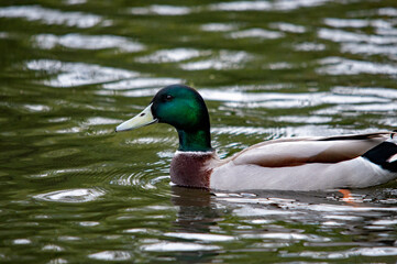 Nahaufnahme einer männlichen Stockente auf dem Wasser