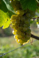 Fototapeta premium Harvest on grand cru Champagne vineyards, rows of chardonnay white wine grapes plants in Montagne de Reims near Verzy and Verzenay, Champagne, France in September