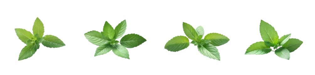 mint leaves (PNG)