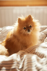 Morning dog. Cute pomeranian getting sunbath in bed. cute sleepy dog in sun rays