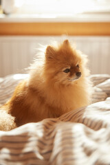 Morning dog. Cute pomeranian getting sunbath in bed. cute sleepy dog in sun rays