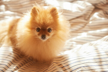 Morning dog. Cute pomeranian getting sunbath in bed. cute sleepy dog in sun rays