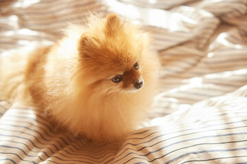 Morning dog. Cute pomeranian getting sunbath in bed. cute sleepy dog in sun rays