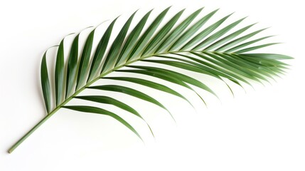 Obraz premium A Single Palm Leaf Branch Isolated on a White Background