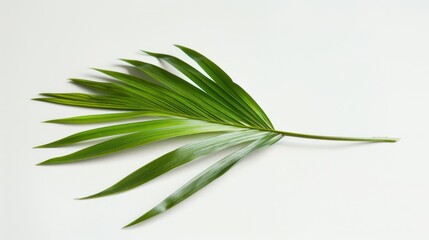 Fototapeta premium Single Green Palm Leaf on White Background