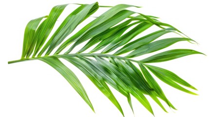 Fototapeta premium Single Green Palm Leaf Branch Isolated on White Background