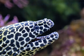 Gymnothorax favagineus, The laced moray is a large moray, max length of 3 metres