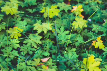 A delicate blurred carpet of green Geranium sylvaticum