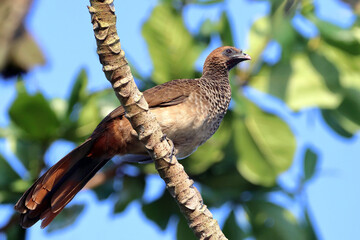 East Brazilian Chachalaca (Ortalis araucuan) perched on a log