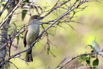 Female White-winged Becard (Pachyramphus polychopterus) perched in the middle of the vegetation