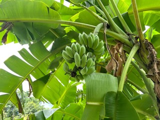 Close-up of a banana tree © Ellevena