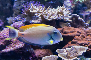 The bariene surgeonfish, Acanthurus bariene, from the Indian and Pacific Oceans