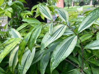 Obraz premium Japanese Bamboo leaves in the park