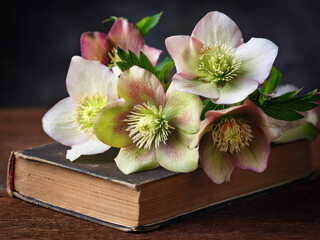 old book with flowers