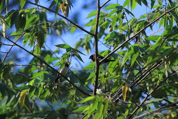 cherry trees and hidden birds