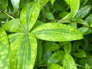 Japanese Bamboo in the garden