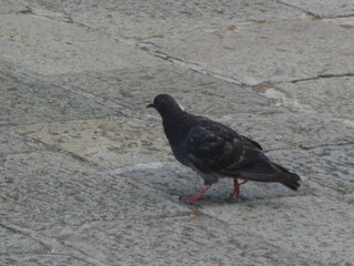 Pigeon de rue