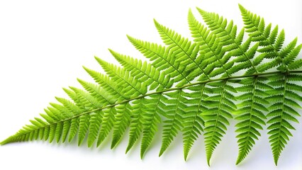 Naklejka premium Leaf plant fern nature green tree leave isolated cannabis branch