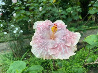 Fancy Hibiscus in the park
