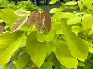 The Golden horse Bush has beautiful yellow leaves.