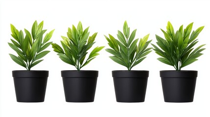 Green Plants in Black Pots for Home Decor