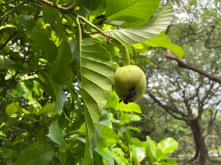 Close-up of Bengal Clock Vine fruit