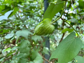 cotton plant showcasing green in the garden