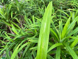 Obraz premium Pandan Leaves in the Vegetable Garden