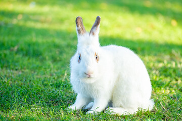 Cute little white rabbit on green grass with natural bokeh as background during spring warm summer day. Young adorable bunny playing in garden and sunlight morning.