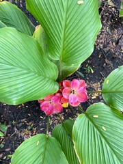 Pink Siam Tulip flowers in the rainforest