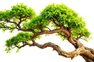 Fototapeta premium Tree branch isolated, Tropical tree leaves and branch foreground
